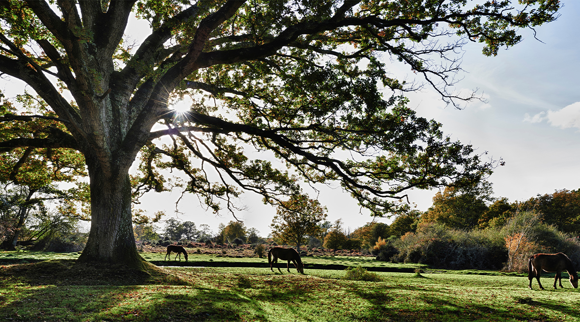 paarden grazen onder een oude boom met wijde takken